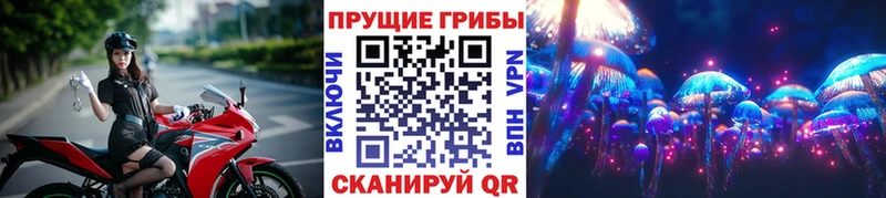 Купить  Кедровый  Галлюциногенные грибы GOLDEN TEACHER 